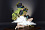 Фигурка Tachibana Hikari ＆Tachibana Nozomi от Railway Shuangzi