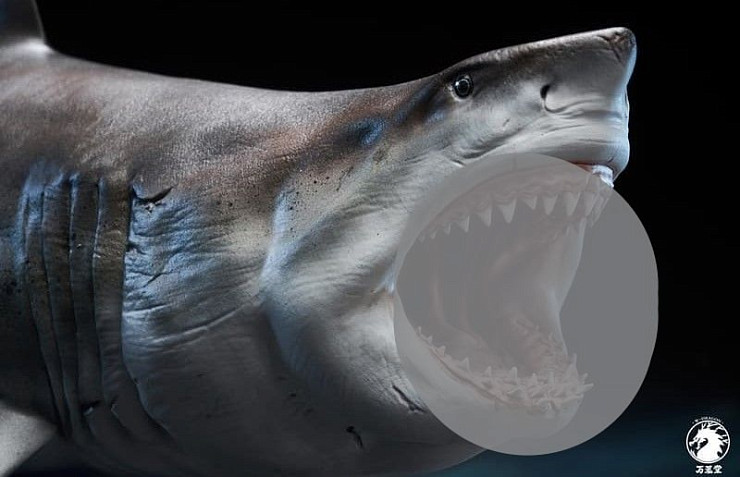 Great White Shark от Wanlongtang