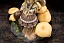 Фигурка Pleurotus Citrinopileatus от Reverse Studio