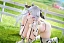Фигурка Shion Blankness от Phat!