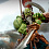 Фигурка Orc / Орк от Mithril Studio и Gk studio